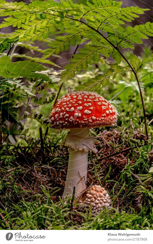 Herbstmode, der "letzte Schrei" Lifestyle Rouge Umwelt Natur Pflanze Fliegenpilz Wald Mode Hut stehen Wachstum grün rot weiß Gift giftpilz getupft Farbfoto