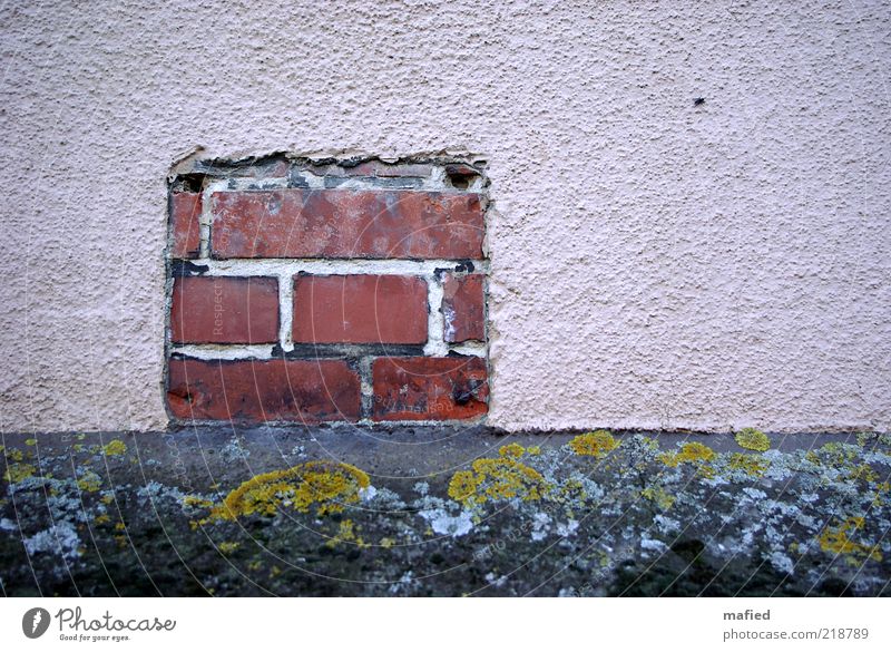 Backstein Haus Moos Mauer Wand Fassade Schilder & Markierungen grau grün rosa rot schwarz Putz Sockel Flechten Farbfoto Außenaufnahme Menschenleer