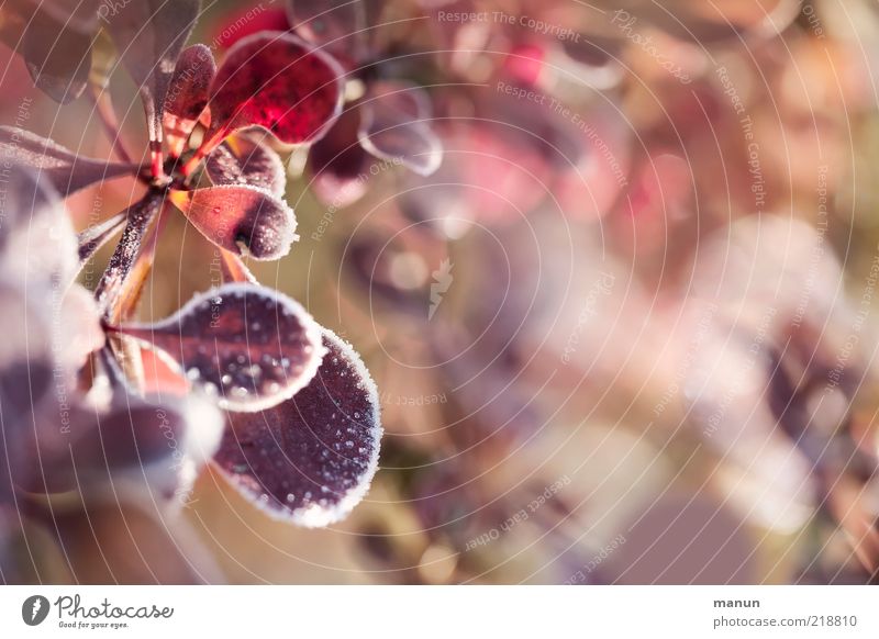 Kottoblätter gefrostet Natur Herbst Winter Schönes Wetter Eis Frost Pflanze Sträucher Blatt Herbstlaub Herbstfärbung herbstlich Raureif glänzend frisch hell