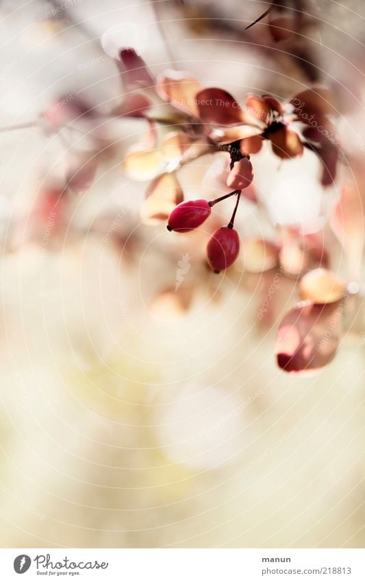 Kotto-Beeren Natur Herbst Pflanze Sträucher Blatt Beerensträucher Beerenfruchtstand Frucht Herbstlaub herbstlich Herbstfärbung authentisch fantastisch frisch