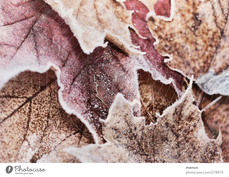 Ahorn gefrostet Natur Herbst Winter Eis Frost Blatt Raureif Herbstlaub herbstlich Herbstfärbung gefroren frisch kalt natürlich Originalität schön Farbfoto