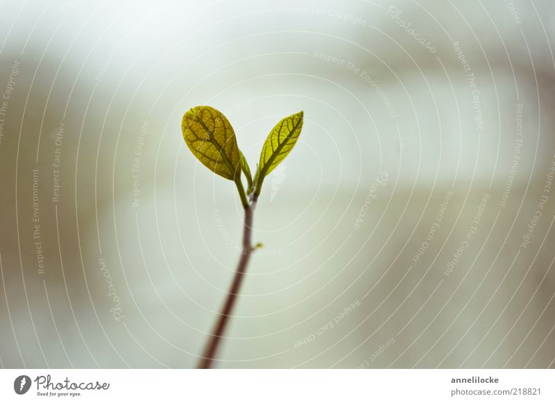 Wachstum Umwelt Natur Pflanze Frühling Baum Blatt Grünpflanze Nutzpflanze exotisch Avocado Keim Baumschössling Jungpflanze Keimblatt frisch klein natürlich grün