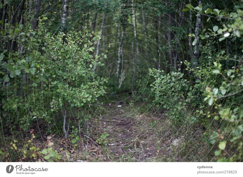 Stille Pfade ruhig Umwelt Natur Sommer Baum Sträucher Wald Wege & Pfade Einsamkeit geheimnisvoll Fußweg unheimlich Farbfoto Außenaufnahme Menschenleer