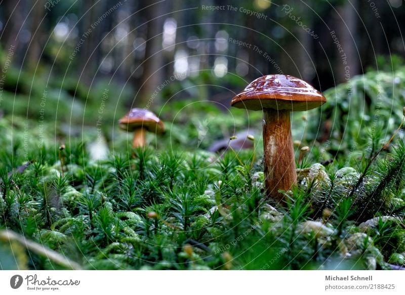 Wald und Pilz Umwelt Natur gigantisch glänzend natürlich braun grün rot schön friedlich Verantwortung einzigartig nachhaltig Farbfoto Außenaufnahme Nahaufnahme