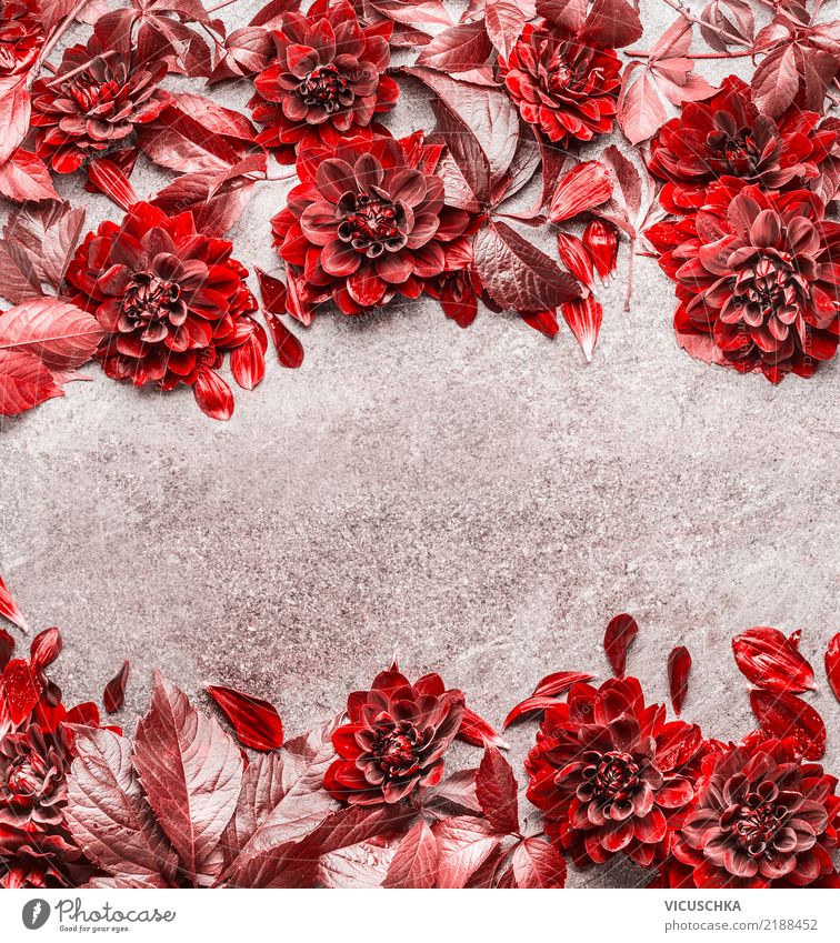 Rote Herbstblumen und Blätter Rahmen Stil Design Feste & Feiern Natur Pflanze Blume Blatt Blüte Dekoration & Verzierung Blumenstrauß gelb Hintergrundbild