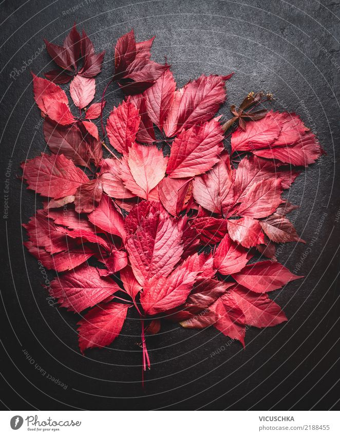 Rote Herbstblätter Stilleben Design Dekoration & Verzierung Natur Pflanze Blatt Blumenstrauß gelb Hintergrundbild November September Stillleben Oktober rot