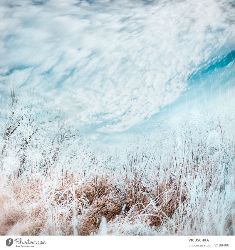 Winter Natur Hintergrund Lifestyle Pflanze Himmel Gras Garten Park Wiese Feld Coolness Hintergrundbild Frost Schnee Farbfoto Außenaufnahme Textfreiraum Mitte