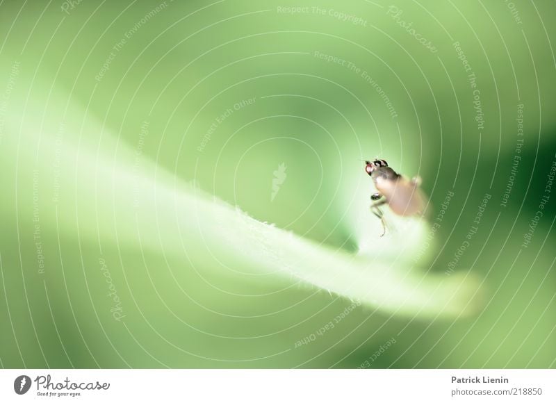 Fliegenperspektive Umwelt Natur Pflanze Tier Urelemente Luft Sommer Blatt Grünpflanze Wiese Wildtier Flügel 1 beobachten fliegen leuchten Blick träumen warten