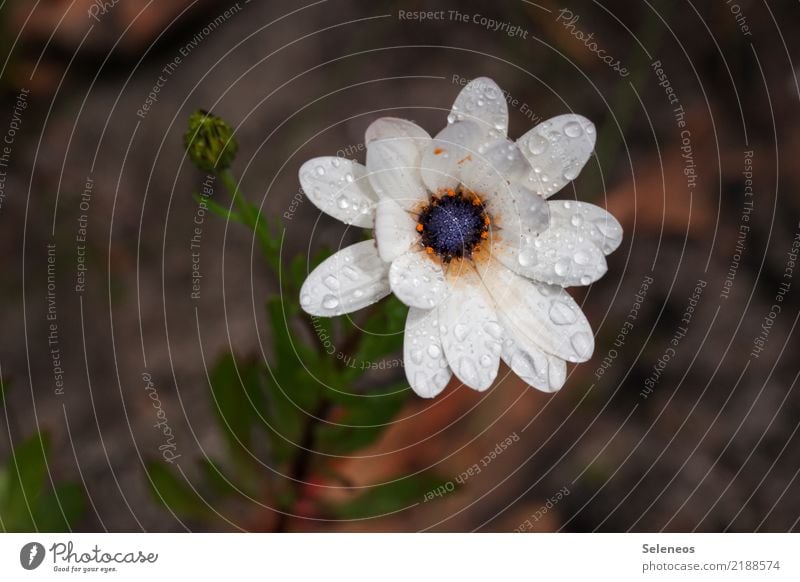 taufrisch Blume Tau Wassertropfen Pflanze Natur nass grün Regen Makroaufnahme Frühling Sommer Blüte Nahaufnahme feucht Außenaufnahme Blatt Tropfen