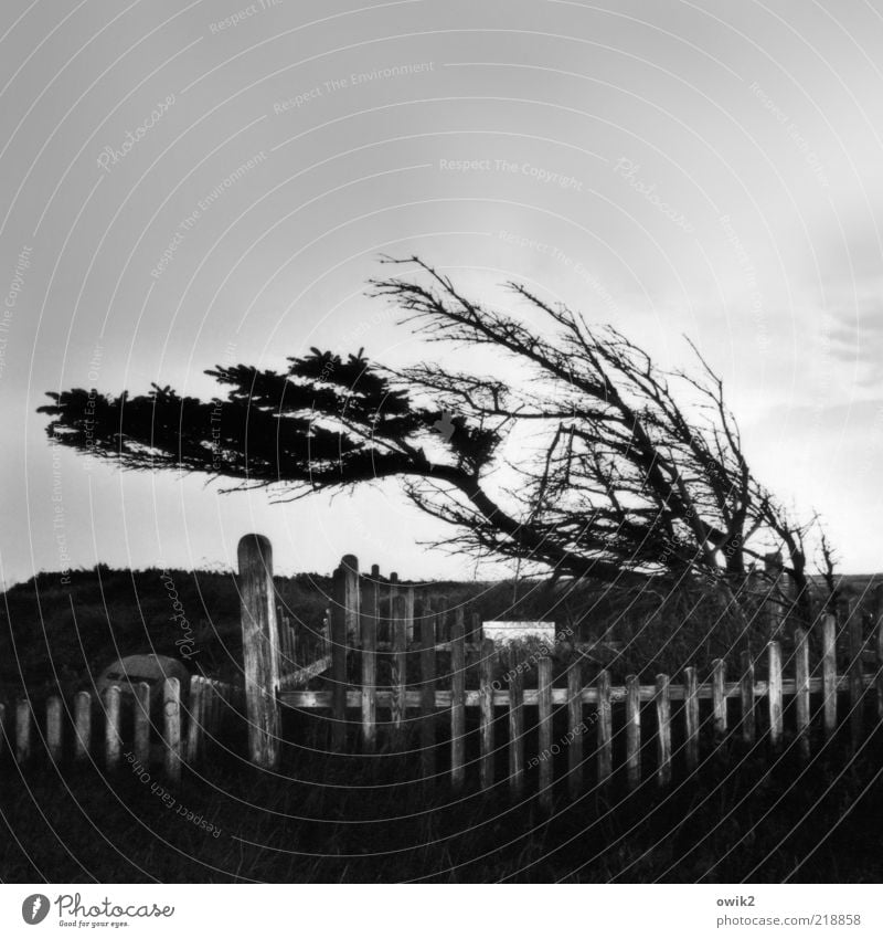 Windig heute Umwelt Natur Pflanze Himmel Wolken Horizont Klima Wetter Sturm Baum Gras Sträucher Mårup Jütland Nordeuropa Norden Ferne Ausland Fischerdorf