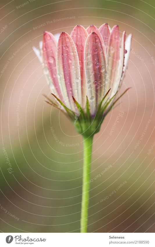 Regenspritzer Umwelt Natur Wassertropfen Blume Blüte Wildpflanze Garten Park Wiese Blühend nah nass natürlich schön Farbfoto Außenaufnahme Nahaufnahme