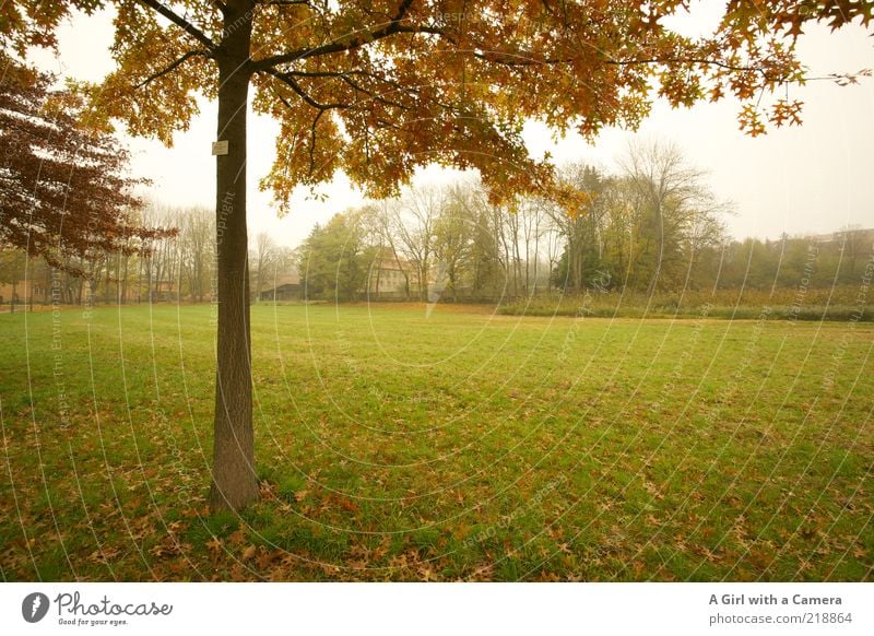 Im Nebelpark Umwelt Natur Landschaft Herbst schlechtes Wetter Baum Gras Park träumen authentisch dunkel kalt braun grün Idylle Blatt Laubbaum