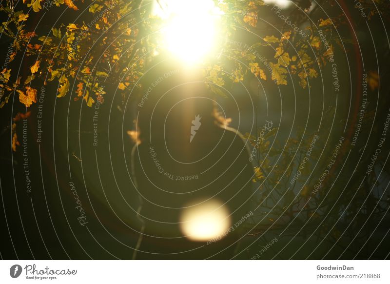 Der Sonne trotzen IV Mensch feminin 1 Umwelt Natur Schönes Wetter kalt schön Freiheit hell Herbst Farbfoto Außenaufnahme Dämmerung Licht Schatten Kontrast