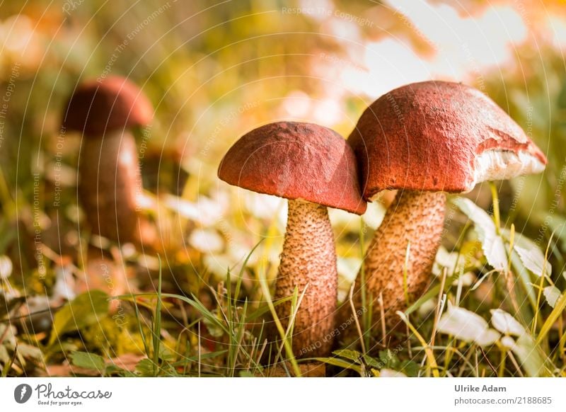 Rotkappen Pilz Selbstversorgung Natur Pflanze Herbst Edelpilze Speisepilz Wiese Feld Wald Wachstum frisch Gesundheit natürlich Wärme wild weich braun grün