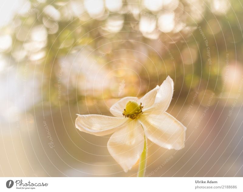 Anemone im Licht Leben Whirlpool Natur Pflanze Frühling Herbst Blume Blüte Anemonen Garten Park Blühend glänzend leuchten gigantisch weiß chaotisch schön