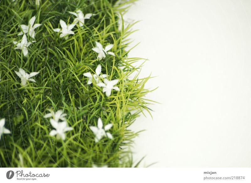 Mother Nature | That green old Slut Pflanze natürlich Rasen Wiese Frühling Am Rand Grenze Blume Blüte Jahreszeiten geteilt kalt Sommer Frühlingsblume Wachstum