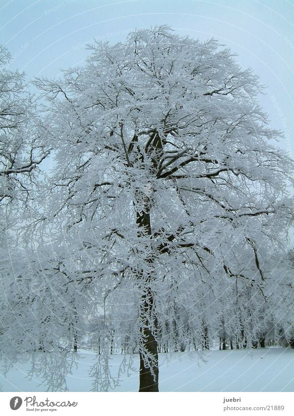 Vereister Baum vertikal Schnee Eis Graffiti