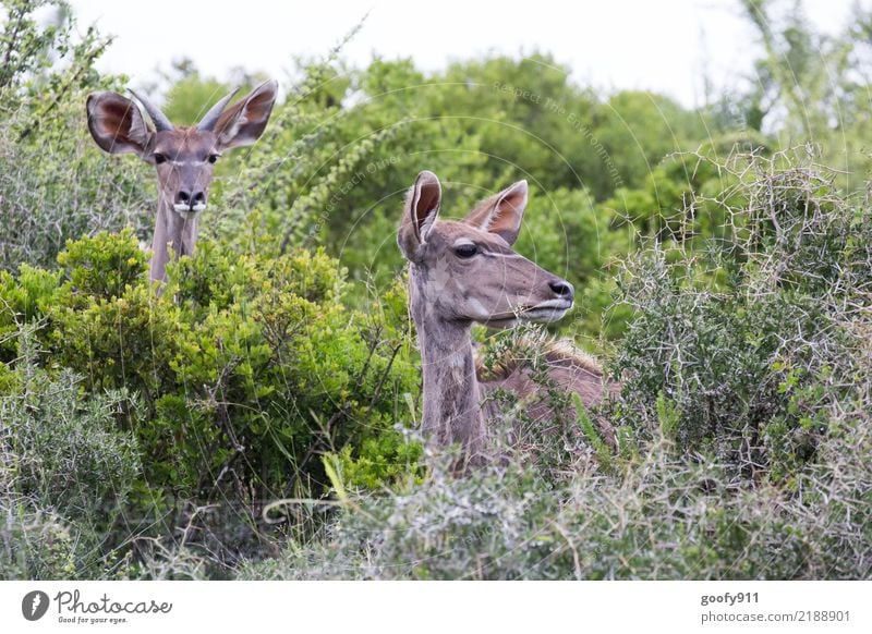 Hallo wir sind Nr.200 Ferien & Urlaub & Reisen Tourismus Ausflug Abenteuer Ferne Safari Expedition Sommer Umwelt Natur Landschaft Pflanze Tier Frühling Gras