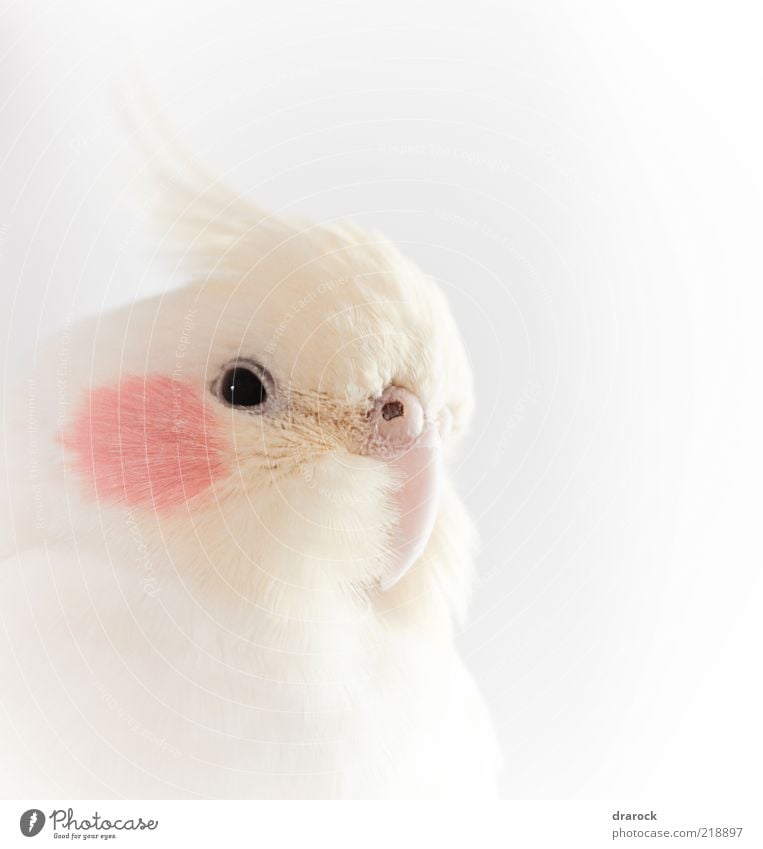 Pancha Tier Haustier Vogel Tiergesicht 1 exotisch schön rot weiß authentisch Kramer Sittich Gedeckte Farben Nahaufnahme Detailaufnahme Menschenleer Tag Licht