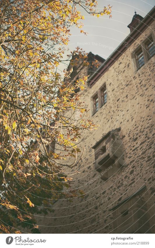 The same procedure as every year Natur Pflanze Herbst Schönes Wetter Baum Burg oder Schloss Bauwerk Gebäude Sehenswürdigkeit Farbfoto Tag Licht Sonnenlicht