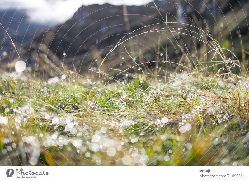 Tau Umwelt Natur Pflanze Wasser Wassertropfen Frühling Herbst Schönes Wetter Regen Gras natürlich grün Farbfoto mehrfarbig Außenaufnahme Detailaufnahme