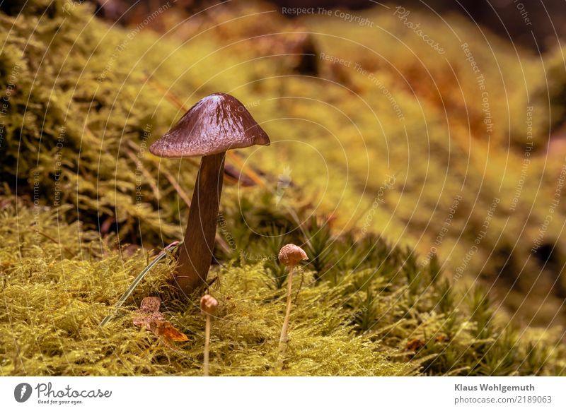 Rehbrauner Dachpilz Lebensmittel Mittagessen Umwelt Natur Pflanze Wasser Herbst Moos Wildpflanze Pilz Pilzhut Wald stehen Wachstum glänzend gelb grün Farbfoto