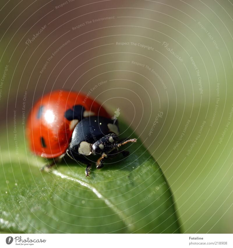 Marini Umwelt Natur Pflanze Tier Blatt Wildtier Käfer Flügel 1 hell natürlich grün rot schwarz weiß Insekt Marienkäfer Fühler Farbfoto mehrfarbig Außenaufnahme