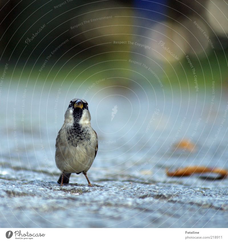 Haste ma nen Krümel Brot oder nen bissel Waffel? Umwelt Natur Tier Wildtier Vogel Tiergesicht klein natürlich niedlich Feder Spatz Schnabel Farbfoto