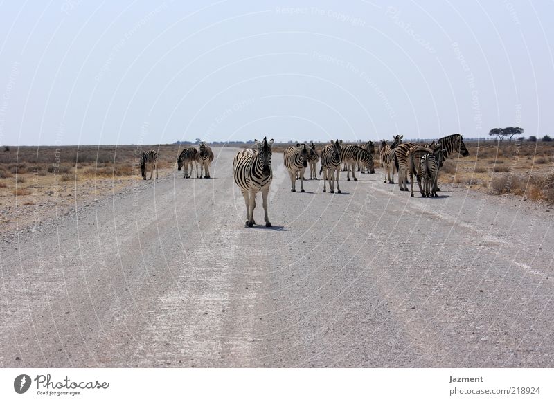 Pause Straße Tier Wildtier Herde stehen warten Farbfoto Außenaufnahme Tag Zebra Menschenleer Überqueren Wildnis Schotterstraße Ferne Wärme trocken Steppe