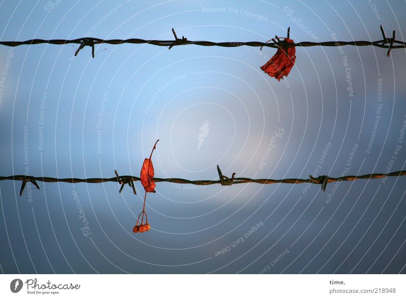 Zwischenstopp Herbst Blatt rot Stacheldraht Stacheldrahtzaun gefangen verfangen Metall Metallwaren Himmel blau Tiefenschärfe Menschenleer Dämmerung