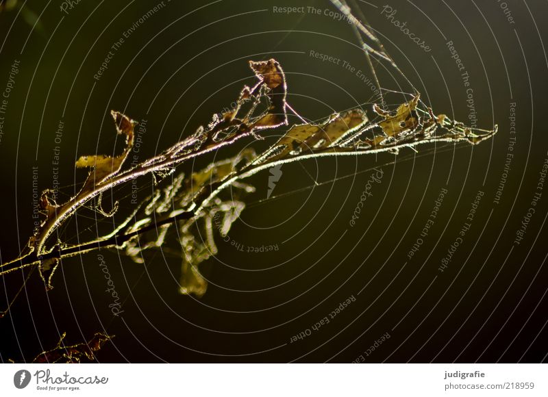 Waldgepinnst Umwelt Natur Pflanze Herbst Blatt dunkel natürlich trocken Stimmung Leben Tod Vergänglichkeit Spinnennetz Farbfoto Gedeckte Farben Außenaufnahme