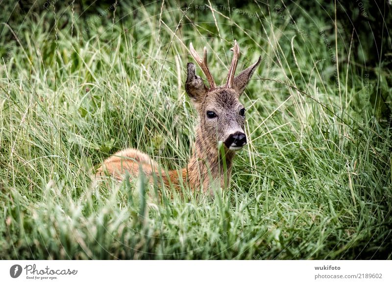 NATUR - Rehbock Natur Gras Tier Wildtier "Rehbock Wild," "Wildwechsel," Fressen Farbfoto Außenaufnahme