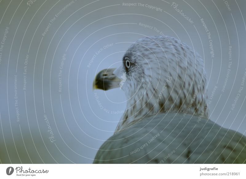 Möwe Natur Tier Wildtier Silbermöwe beobachten Blick sitzen warten kalt natürlich trist Farbfoto Gedeckte Farben Außenaufnahme Tag Tierporträt Rückansicht