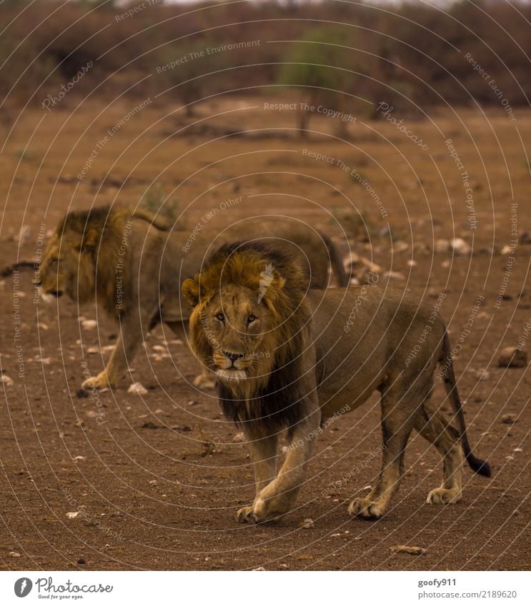 Auf Streifzug..... Ferien & Urlaub & Reisen Tourismus Ausflug Abenteuer Ferne Safari Expedition Sommer Umwelt Natur Landschaft Wüste Savanne Südafrika Afrika