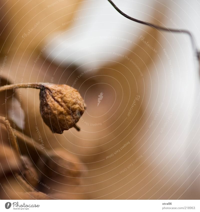 braun Natur Pflanze Herbst Farbfoto Außenaufnahme Nahaufnahme Detailaufnahme Textfreiraum rechts Schwache Tiefenschärfe vertrocknet schrumplig Blüte welk