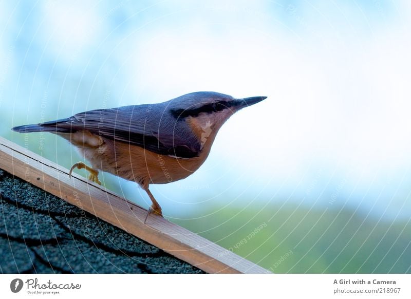 Kleiberei Tier Schönes Wetter Vogel Sperlingsvögel 1 beobachten ästhetisch außergewöhnlich exotisch listig weich blau mehrfarbig gold Futterhäuschen Futterplatz