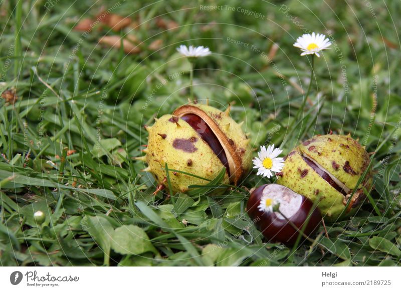 Herbst Umwelt Natur Pflanze Schönes Wetter Blume Gras Blatt Blüte Wildpflanze Gänseblümchen Frucht Kastanie Park Blühend liegen dehydrieren Wachstum