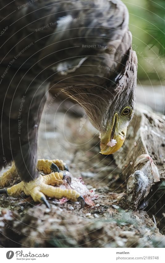 Häppchen Totes Tier Vogel Fisch Tiergesicht Schuppen Krallen 2 Fressen nah braun gelb grün Schnabel Appetit & Hunger Seeadler Teile u. Stücke Farbfoto