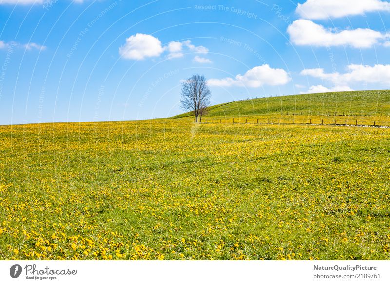 spring meadow Leben Tourismus Abenteuer Freiheit Sommer Berge u. Gebirge Familie & Verwandtschaft Natur Diät Blühend Erholung Fitness genießen