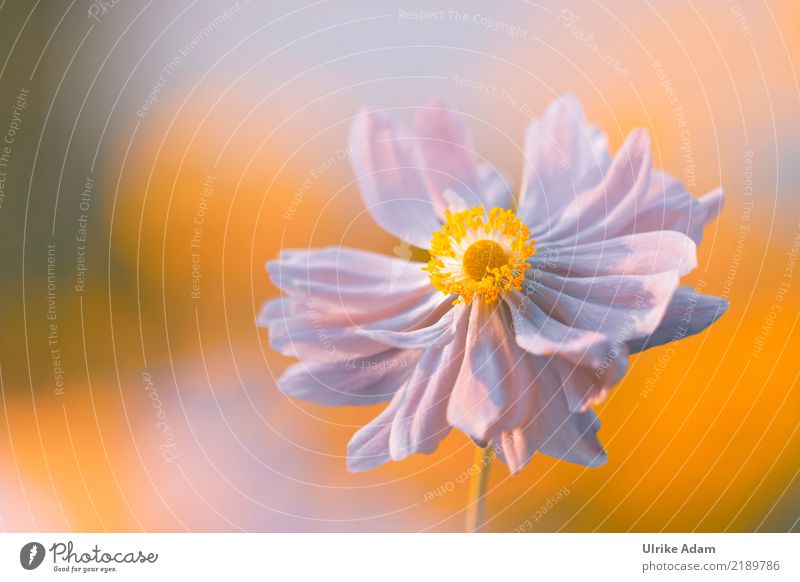 Herbst Anemone harmonisch Wohlgefühl Zufriedenheit Erholung ruhig Meditation Valentinstag Muttertag Natur Pflanze Sonnenlicht Blume Blüte Anemonen Herbstanemone