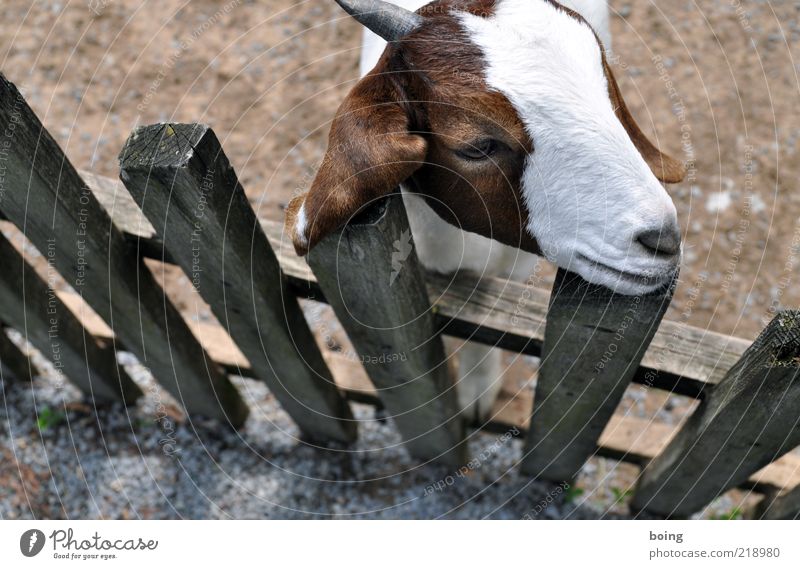 Königin der Meere Haustier Nutztier Zoo Streichelzoo Ziegen Wachsamkeit Lattenzaun Zaun Bauernhof Außenaufnahme Bretterzaun Menschenleer Vogelperspektive