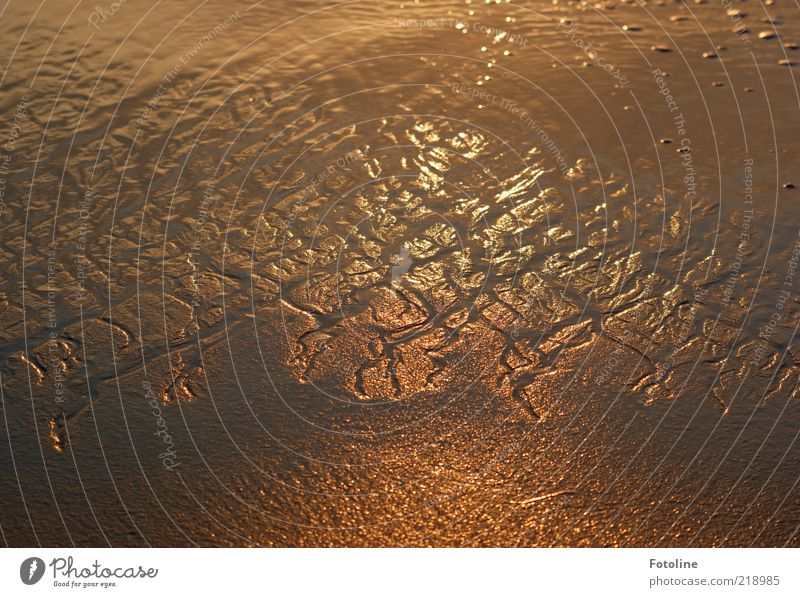 Muster der Natur Umwelt Urelemente Wasser Küste Strand Nordsee nass natürlich braun gold Priel Ebbe orange Farbfoto Gedeckte Farben mehrfarbig Außenaufnahme