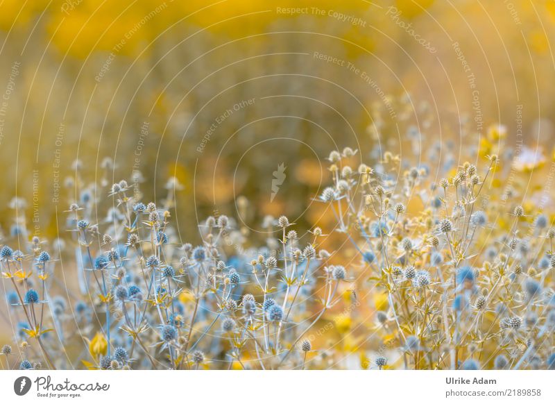 Gartenträume Tapete Natur Pflanze Frühling Sommer Blume Blüte Distel Gamander-Ehrenpreis Edeldistel Park Blühend glänzend schön blau grün Frühlingsgefühle