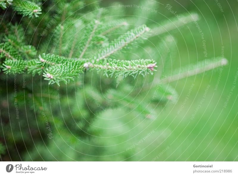 Zweig Pflanze Baum grün Nadelbaum Tanne Tannennadel Tannenzweig Weihnachtsbaum Farbfoto Außenaufnahme Textfreiraum rechts Schwache Tiefenschärfe Menschenleer