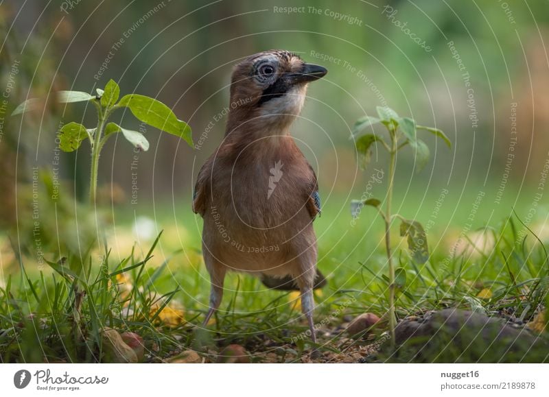 Eichelhäher Umwelt Natur Tier Frühling Sommer Herbst Schönes Wetter Pflanze Gras Sträucher Grünpflanze Garten Park Wiese Wald Wildtier Vogel Tiergesicht Flügel