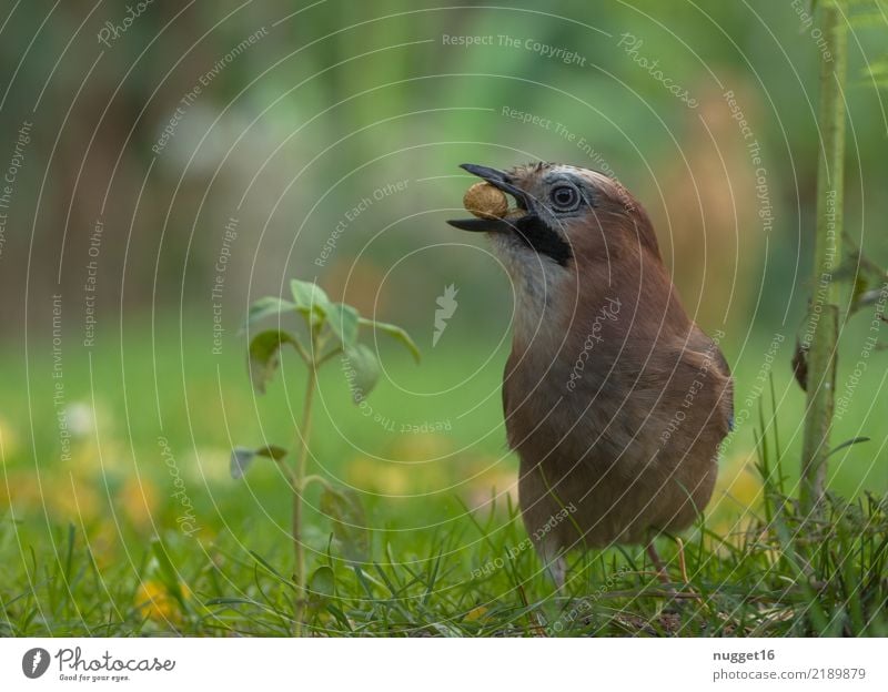 Eichelhäher Umwelt Natur Tier Frühling Sommer Herbst Schönes Wetter Pflanze Gras Sträucher Grünpflanze Erdnuss Garten Park Wiese Wald Wildtier Vogel Tiergesicht