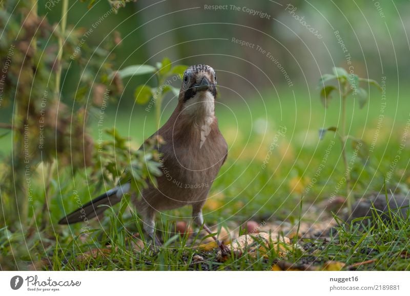 Eichelhäher Umwelt Natur Tier Frühling Sommer Herbst Schönes Wetter Pflanze Gras Sträucher Garten Park Wiese Wald Wildtier Vogel Tiergesicht Flügel 1 ästhetisch