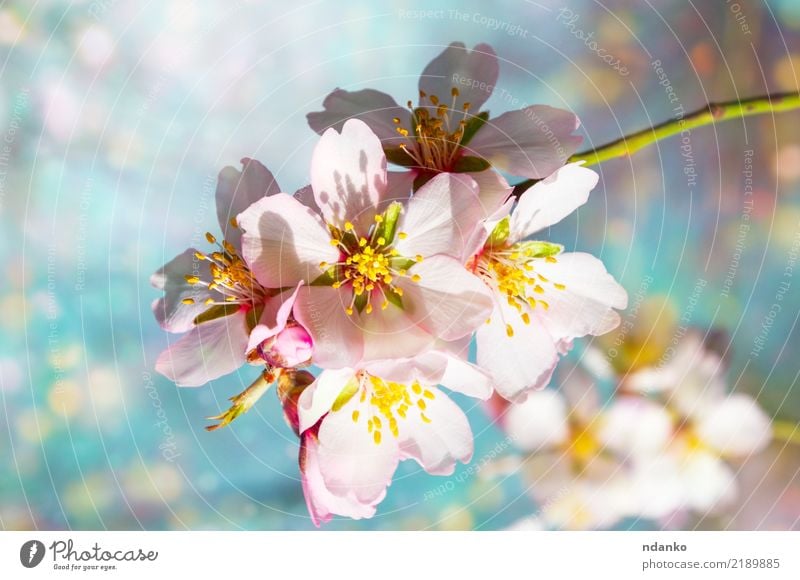 Zweig blühender Mandeln schön Garten Natur Pflanze Himmel Baum Blume Blatt Blüte Park frisch hell natürlich blau rosa weiß Hintergrund Ast Frühling