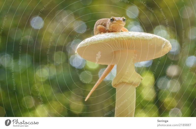 Hallöchen Natur Pflanze Tier Frühling Sommer Herbst Pilz Grüner Knollenblätterpilz Wald Wildtier Tiergesicht Teichmolch Molch 1 beobachten Farbfoto