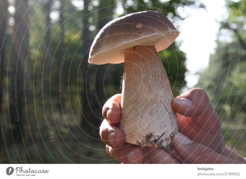 Steinpilzfund Lebensmittel Pilz Steinpilze Natur Herbst Wald Wachstum Duft lecker schön braun weiß Begeisterung Appetit & Hunger Stolz elegant Erfolg